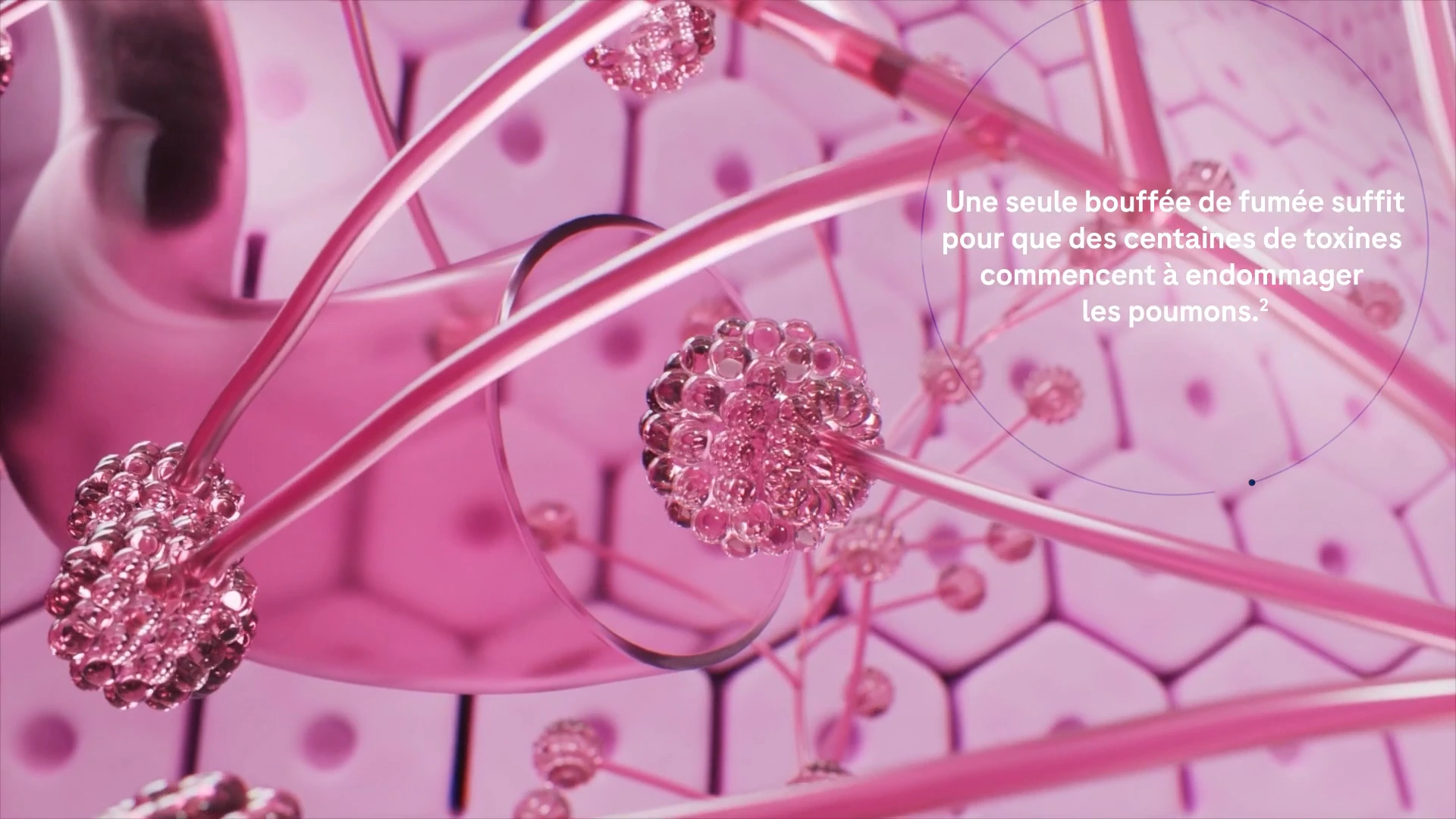 Détail du réseau anatomique rose dans le film de sensibilisation.